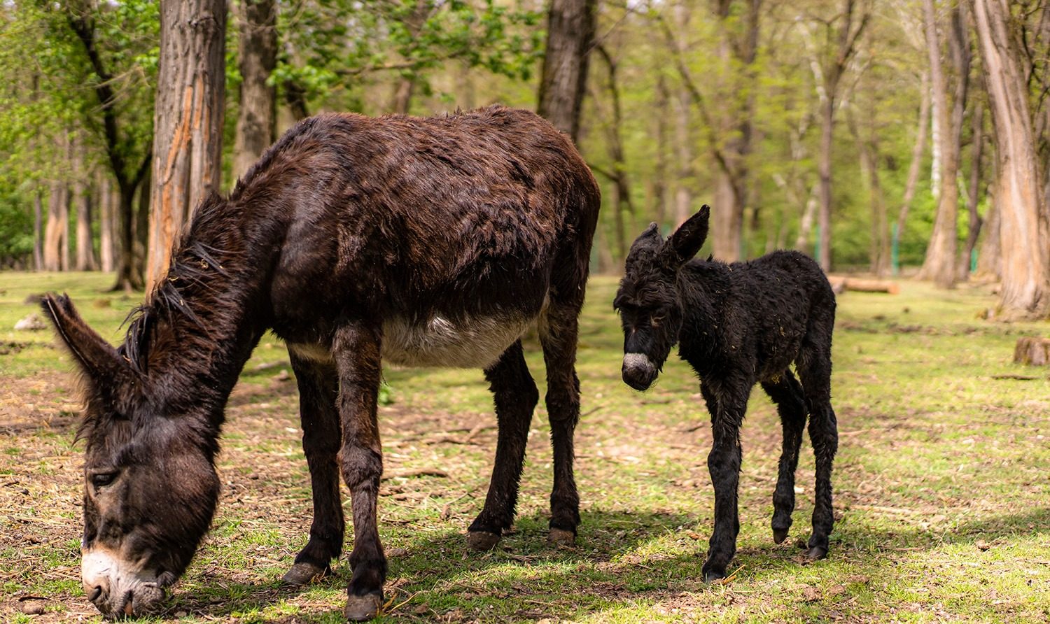 Am Welteseltag wurde im Zoo Debrecen ein Eselfohlen geboren