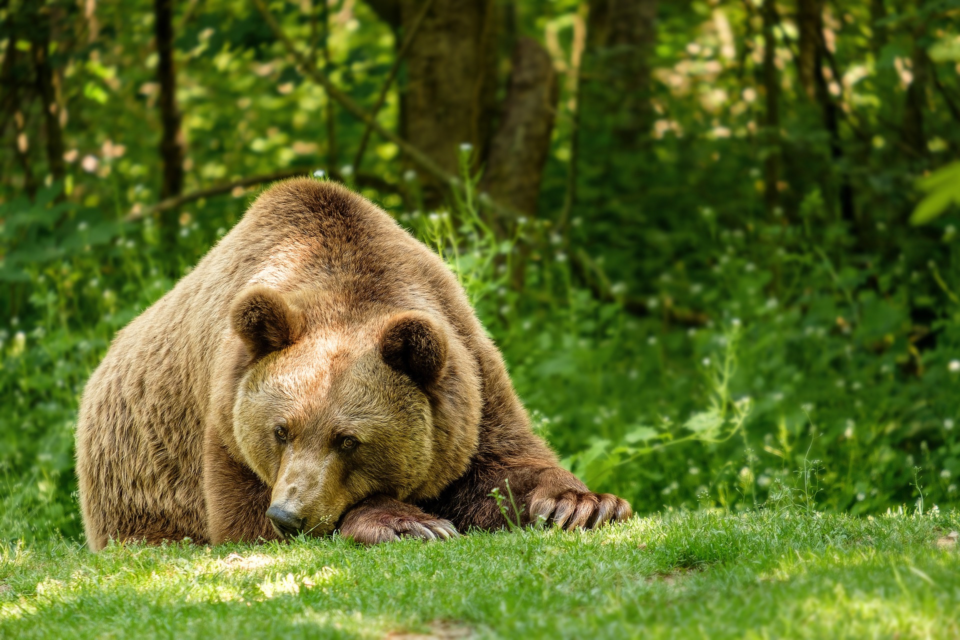 Bärenalarm in Siebenbürgen