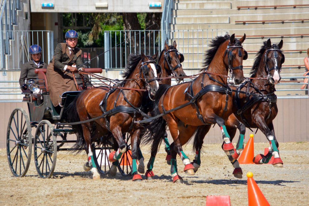 Mehr als zwanzig Nationen nehmen an der Masters-Serie in drei Pferdesportdisziplinen teil post's picture