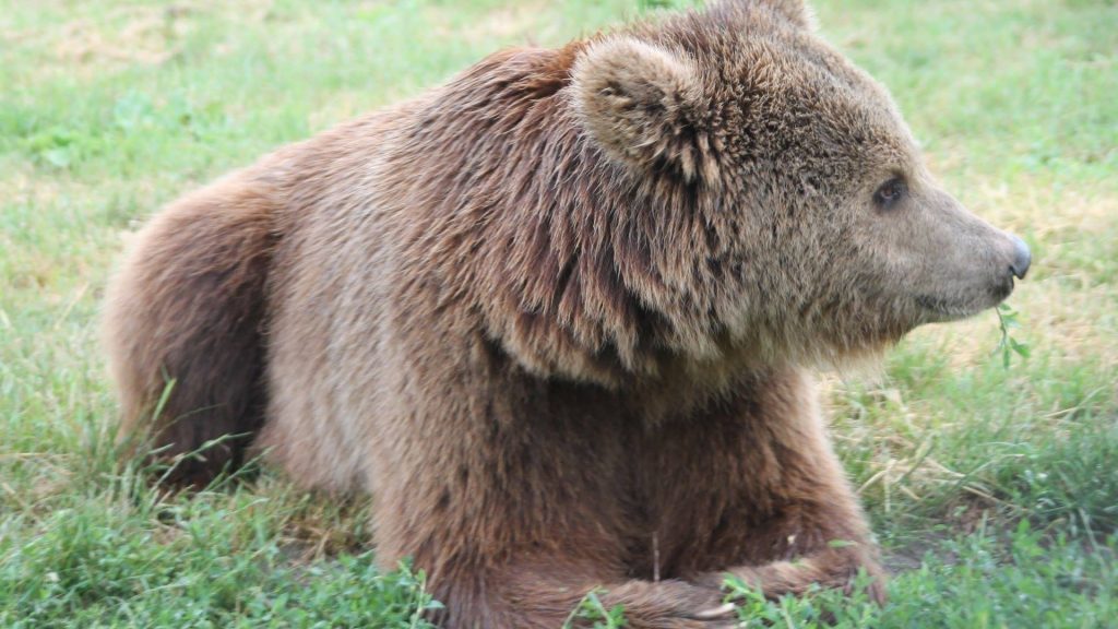 Zwei Braunbären im Bükk-Nationalpark unterwegs post's picture