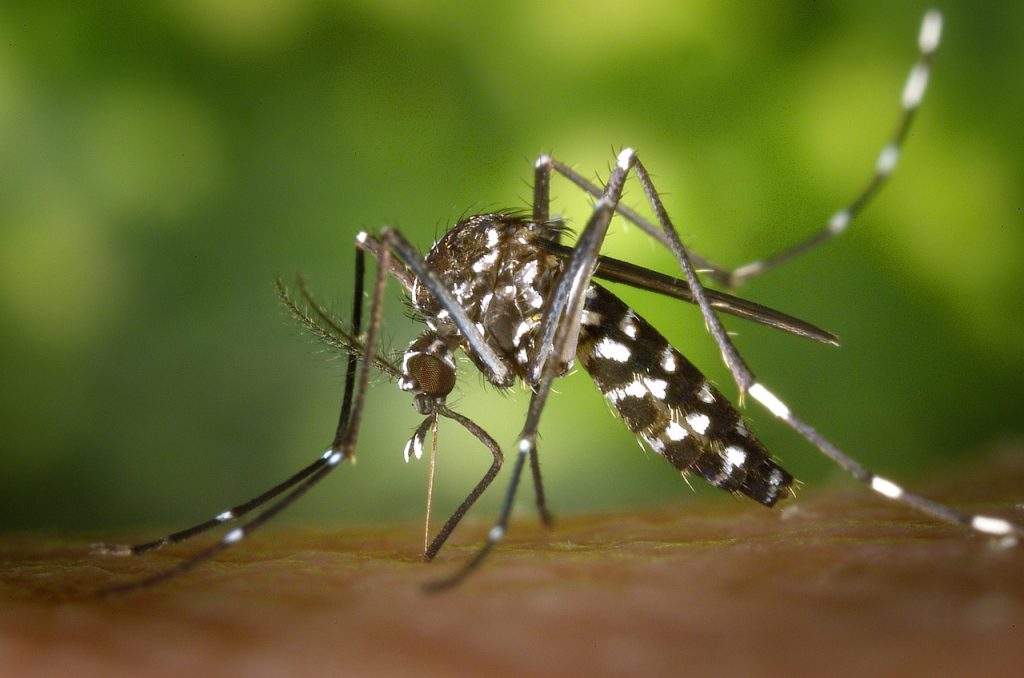 Tigermückeninvasion verursacht Panik in der Hauptstadt post's picture