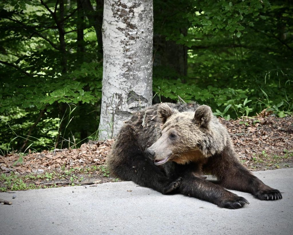 Europäische Kommission soll Schutzstatus des Braunbären überprüfen post's picture