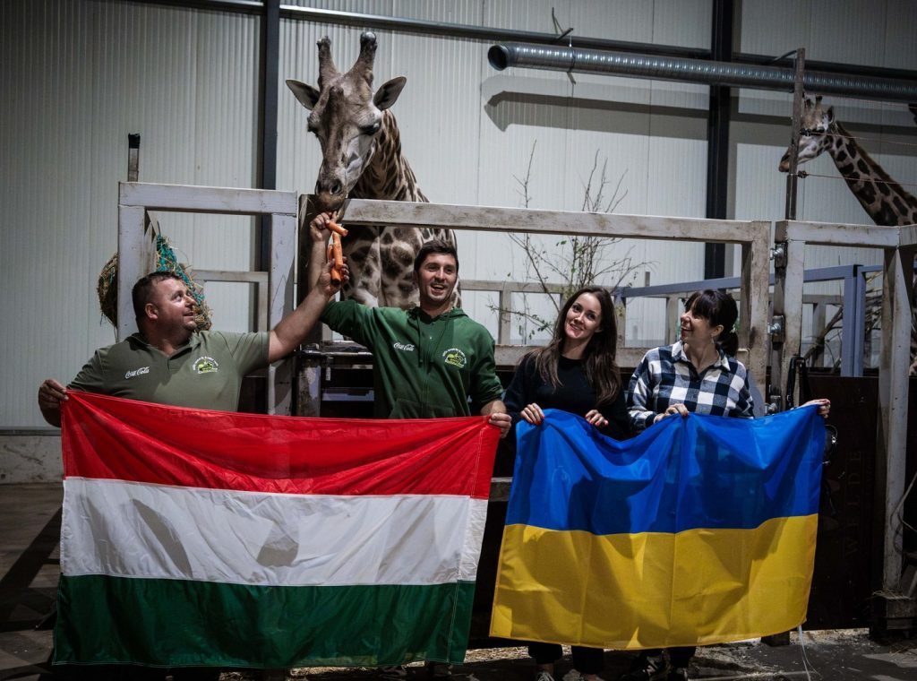Aus der Ukraine gerettete Giraffe trifft am Welttierschutztag im Safari Park Richter ein post's picture