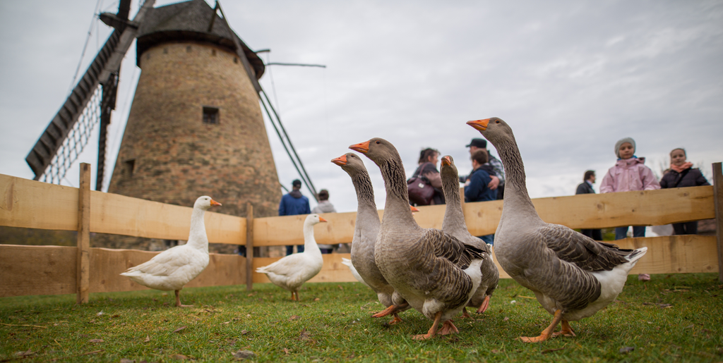 Freilichtmuseum Szentendre veranstaltet das ganze Wochenende über ein Martinsfest post's picture