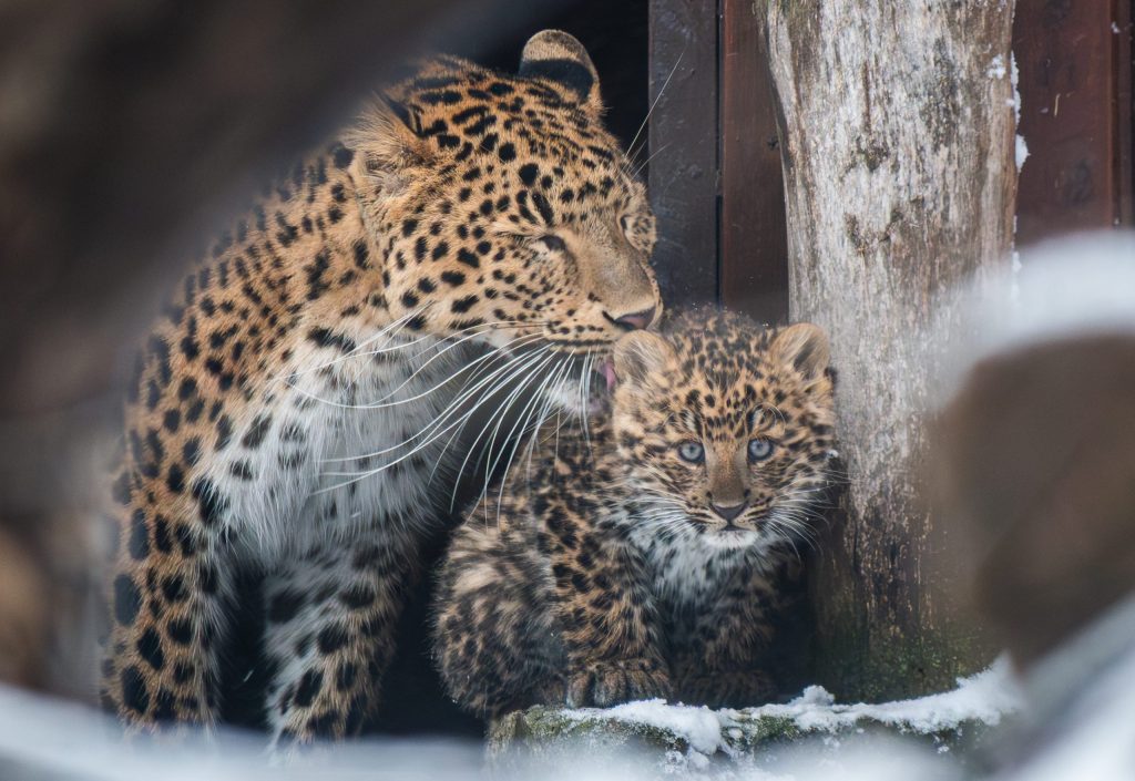 Seltener nordchinesischer Leopard im Zoo Debrecen geboren post's picture