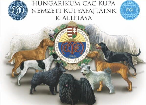Ungarische Hunderassen: Lernen Sie unsere neun Hungarika kennen post's picture
