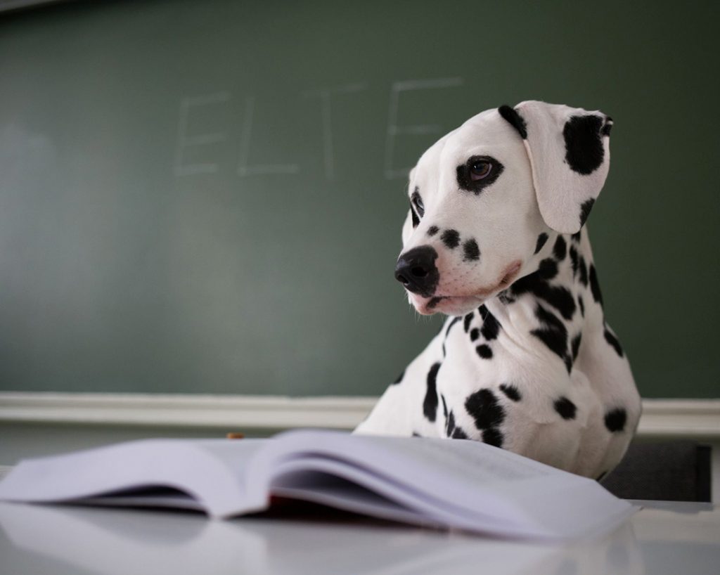 Ein Forschungsergebnis zeigt, Hunde verstehen mehr als sie zeigen post's picture