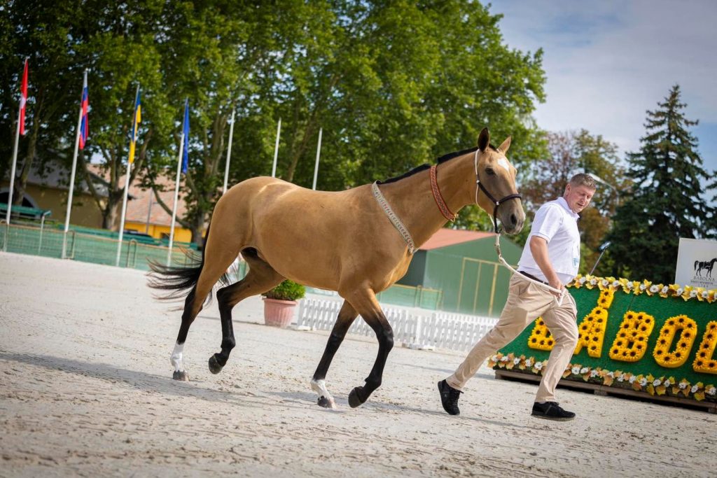 Turkmenische Pferdezuchtschau in Bábolna eröffnet post's picture