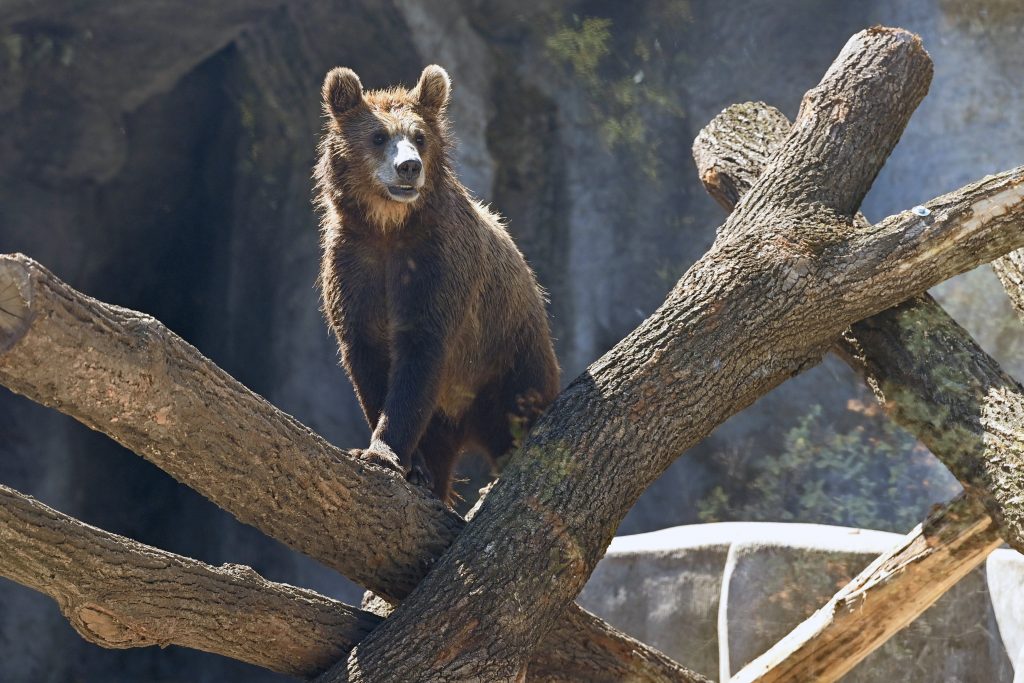 Budapester Zoo feiert seinen Geburtstag mit Braunbären post's picture