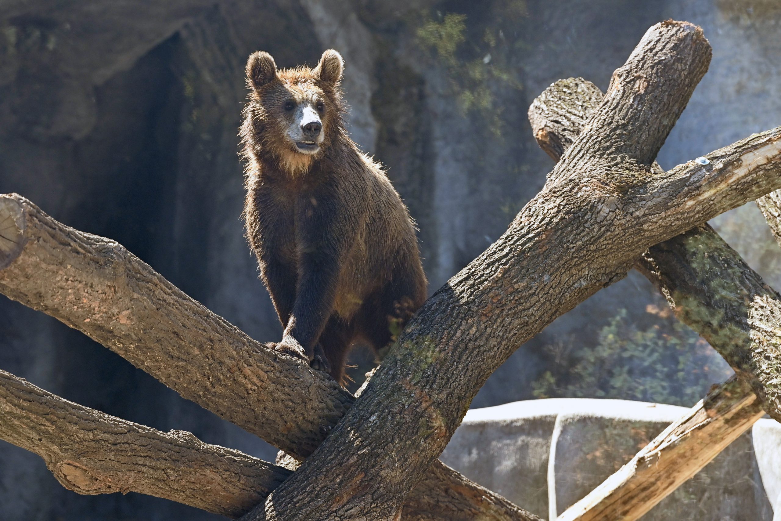 Budapester Zoo feiert seinen Geburtstag mit Braunbären