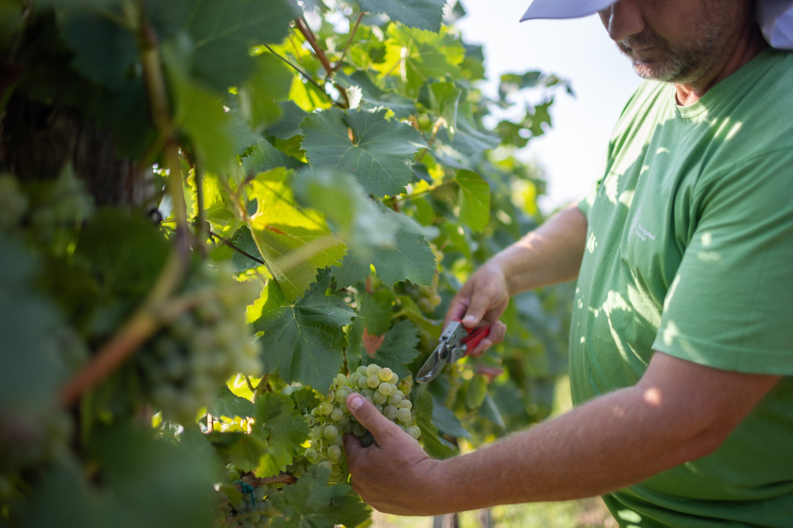 Nach den bisherigen Erfahrungen bei der Weinlese steht ein guter Jahrgang bevor