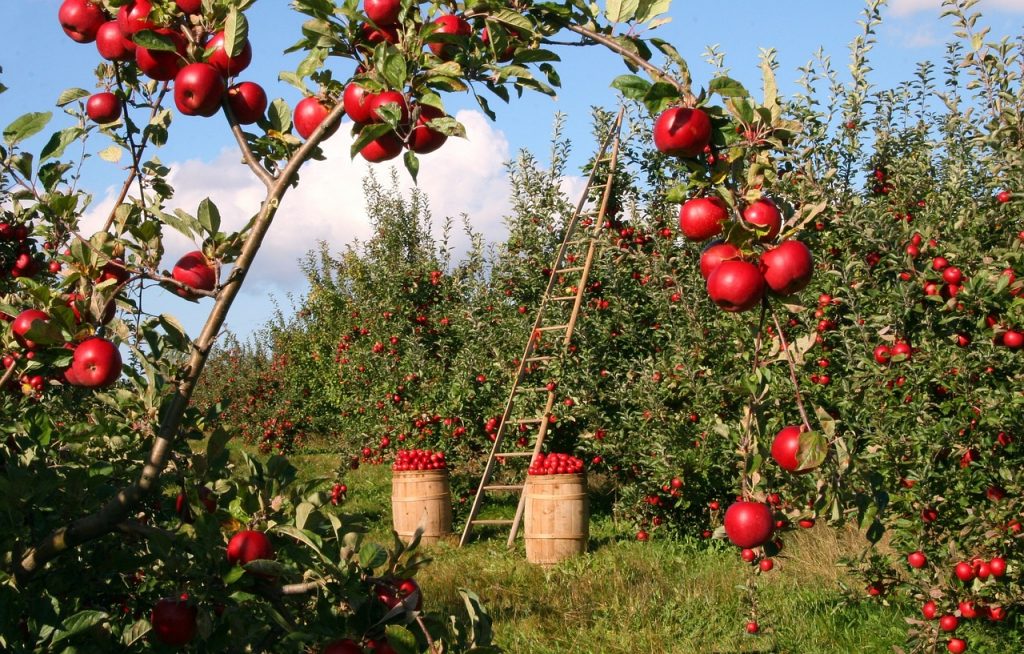 Apfelernte beginnt früher und mit höheren Preisen post's picture