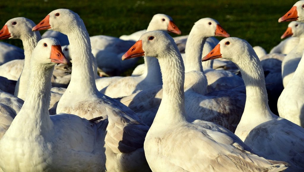 Das 25. Gänsefest im Süden Ungarns lässt jahrhundertealte Traditionen der Region aufleben post's picture