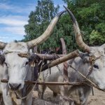 Hortobágy feiert den Neujahrstag der Hirten mit dem traditionellen Eintreiben des Viehs