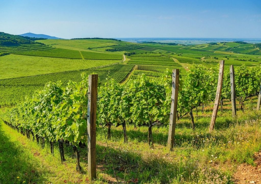 Tokaj Wine Congress: Experten aus vierzehn Ländern referieren post's picture