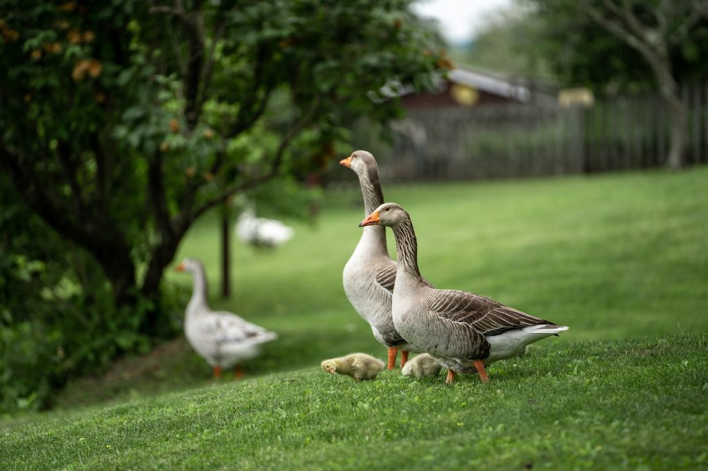 Das Gänsehautfestival bietet Weinverkostung und Gänsegerichte rund um den Martinstag post's picture