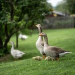 Das Gänsehautfestival bietet Weinverkostung und Gänsegerichte rund um den Martinstag