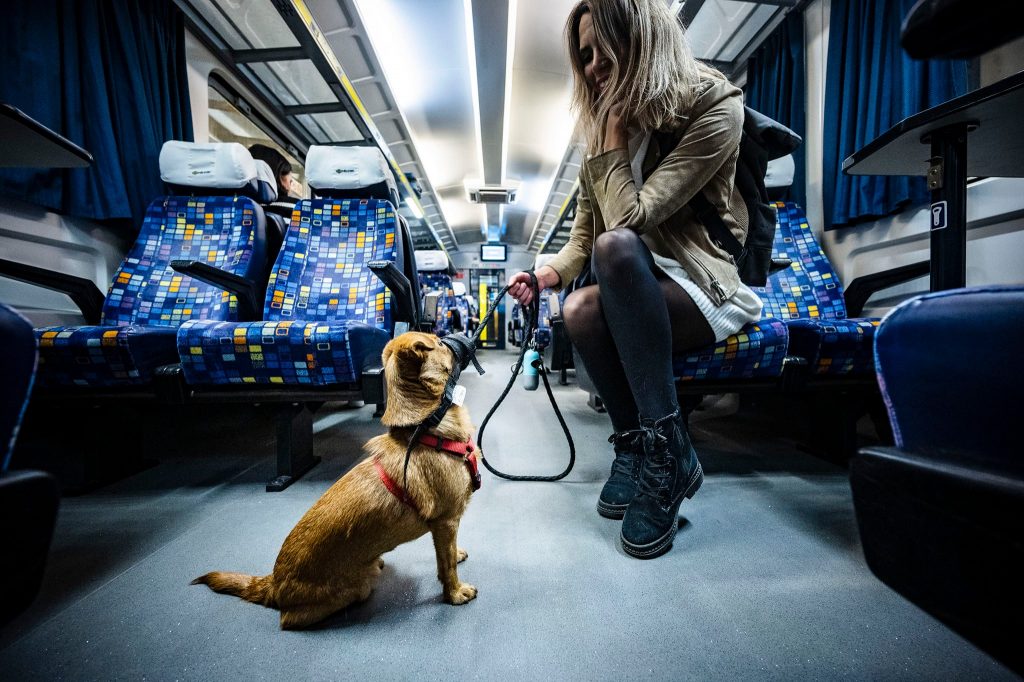 Kostenlose Beförderung von Hunden und Fahrrädern in Zügen in Budapest ab Januar post's picture