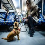 Kostenlose Beförderung von Hunden und Fahrrädern in Zügen in Budapest ab Januar