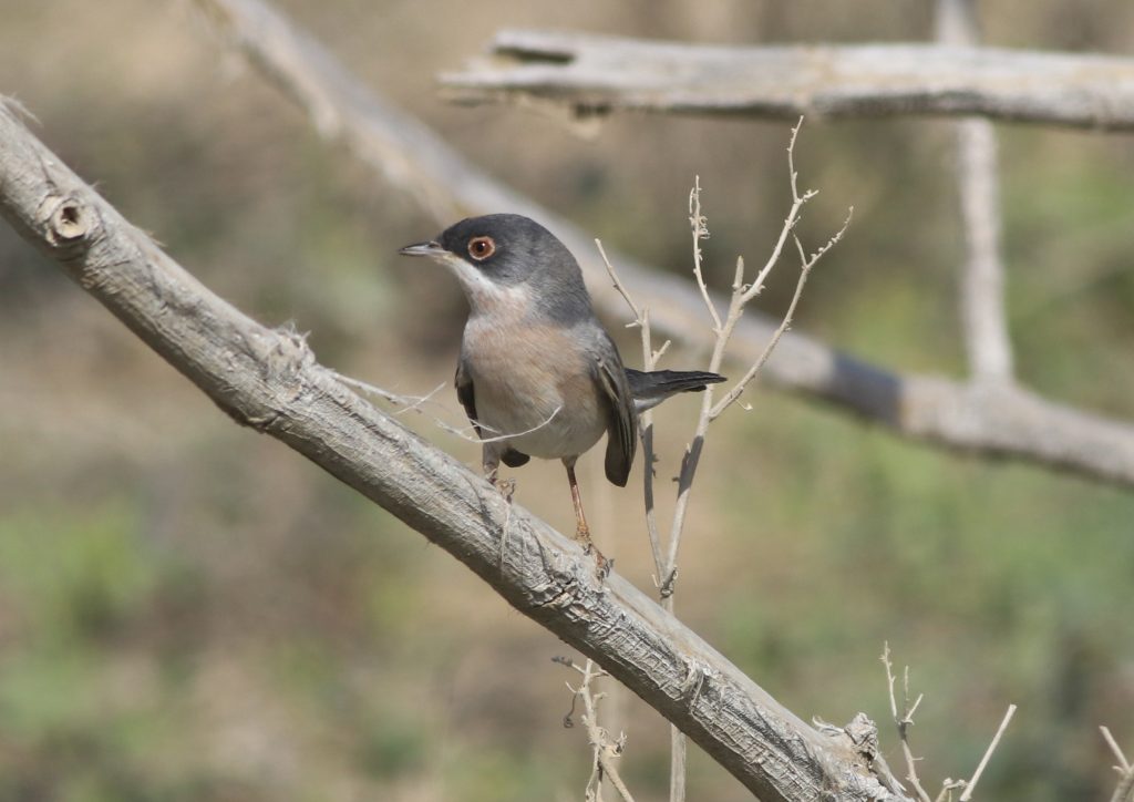 Neue Vogelart in der ungarischen Fauna post's picture