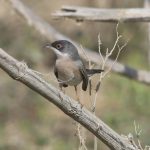 Neue Vogelart in der ungarischen Fauna