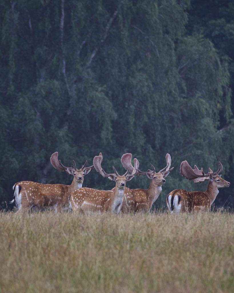 Der weltberühmte und weltweit führende Bestand an Damwild bewährt sich aufs Neue post's picture