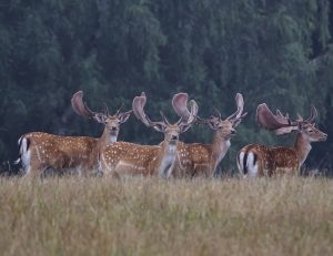 Der weltberühmte und weltweit führende Bestand an Damwild bewährt sich aufs Neue