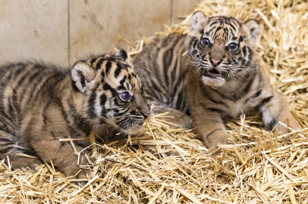 Zwillingspaar des stark gefährdeten Sumatra-Tigers in Nyíregyháza geboren post's picture