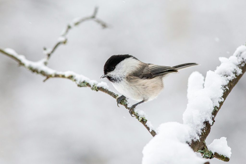 Bis bis zum 28. Februar findet die dritte landesweite Wintervogelzählung statt post's picture