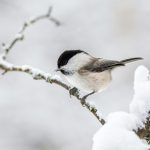 Bis bis zum 28. Februar findet die dritte landesweite Wintervogelzählung statt