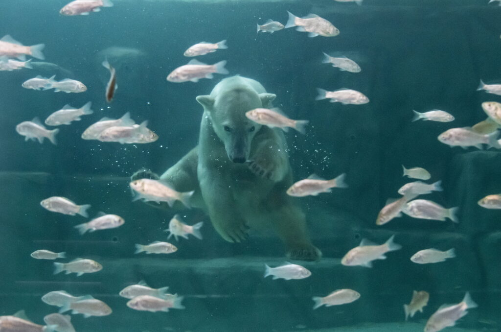 Flauschige Überraschung: Eisbär-Zwillinge in Nyíregyháza geboren post's picture