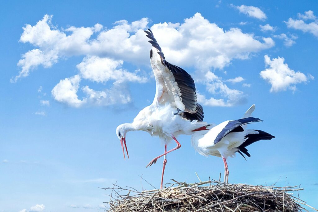 Storchen-Paradies: 3.200 Nester warten auf gefiederte Gäste post's picture