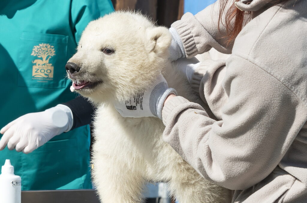 Eisbärenzwillinge bestehen ihre allererste tierärztliche Untersuchung post's picture