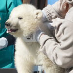 Eisbärenzwillinge bestehen ihre allererste tierärztliche Untersuchung