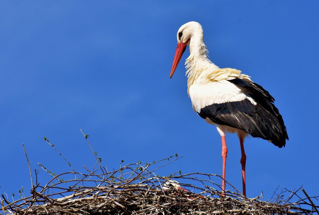 Wie ein Storch Tokaj zum internationalen Erfolg führte post's picture