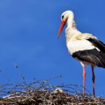 Wie ein Storch Tokaj zum internationalen Erfolg führte